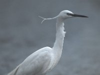 Egretta garzetta 11, Kleine zilverreiger, Saxifraga-Arie de Knijff