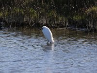 Egretta garzetta 112, Kleine zilverreiger, Saxifraga-Peter Meininger