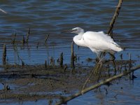 Egretta garzetta 113, Kleine zilverreiger, Saxifraga-Henk Sierdsema