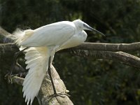 Egretta garzetta 12, Kleine zilverreiger, Saxifraga-Jan van der Straaten