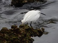 Egretta garzetta 123, Kleine zilverreiger, Saxifraga-Ed Stikvoort