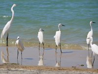 Egretta garzetta 140, Kleine zilverreiger, Saxifraga-Tom Heijnen