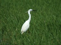 Egretta garzetta 15, Kleine zilverreiger, Saxifraga-Marijke Verhagen