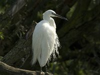 Egretta garzetta 16, Kleine zilverreiger, Saxifraga-Jan van der Straaten