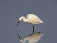 Egretta garzetta 17, Kleine zilverreiger, Saxifraga-Arie de Knijff