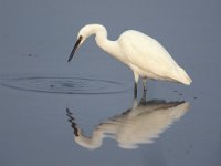 Egretta garzetta 22, Kleine zilverreiger, Saxifraga-Arie de Knijff