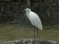 Egretta garzetta 23, Kleine zilverreiger, Saxifraga-Jan van der Straaten