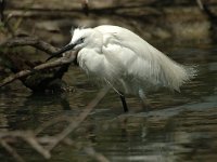 Egretta garzetta 24, Kleine zilverreiger, Saxifraga-Jan van der Straaten