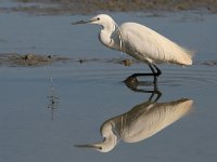 Egretta garzetta 25, Kleine zilverreiger, Saxifraga-Luc Hoogenstein