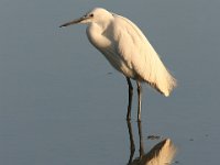 Egretta garzetta 27, Kleine zilverreiger, Saxifraga-Luc Hoogenstein