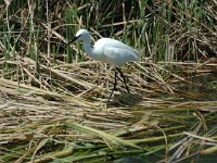 Egretta garzetta 28, Kleine zilverreiger, Saxifraga-Jan van der Straaten