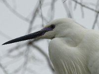 Egretta garzetta 36, Kleine zilverreiger, Saxifraga-Willem van Kruijsbergen