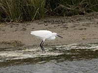 Egretta garzetta 41, Kleine zilverreiger, Saxifraga-Willem van Kruijsbergen