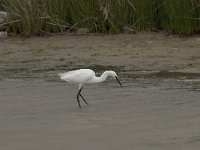 Egretta garzetta 45, Kleine zilverreiger, Saxifraga-Willem van Kruijsbergen