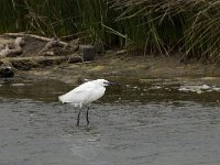 Egretta garzetta 47, Kleine zilverreiger, Saxifraga-Willem van Kruijsbergen