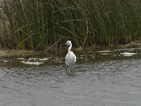 Egretta garzetta 48, Kleine zilverreiger, Saxifraga-Willem van Kruijsbergen