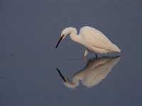 Egretta garzetta 5, Kleine zilverreiger, Saxifraga-Arie de Knijff