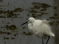 Egretta garzetta 53, Kleine zilverreiger, Saxifraga-Jan van der Straaten