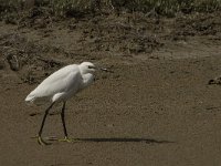 Egretta garzetta 59, Kleine zilverreiger, Saxifraga-Jan van der Straaten