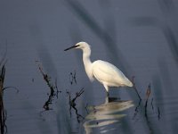 Egretta garzetta 6, Kleine zilverreiger, Saxifraga-Arie de Knijff