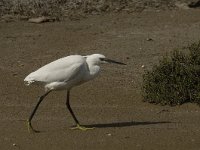 Egretta garzetta 65, Kleine zilverreiger, Saxifraga-Jan van der Straaten