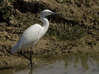 Egretta garzetta 66, Kleine zilverreiger, Saxifraga-Jan van der Straaten