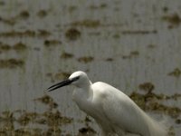 Egretta garzetta 73, Kleine zilverreiger, Saxifraga-Marijke Verhagen