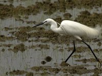 Egretta garzetta 77, Kleine zilverreiger, Saxifraga-Marijke Verhagen