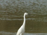 Egretta garzetta 8, Kleine zilverreiger, Saxifraga-Jan van der Straaten