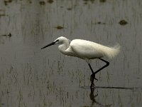 Egretta garzetta 82, Kleine zilverreiger, Saxifraga-Marijke Verhagen