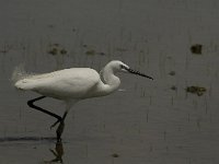 Egretta garzetta 84, Kleine zilverreiger, Saxifraga-Marijke Verhagen