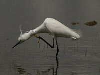 Egretta garzetta 87, Kleine zilverreiger, Saxifraga-Marijke Verhagen