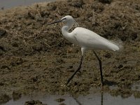 Egretta garzetta 89, Kleine zilverreiger, Saxifraga-Marijke Verhagen