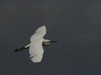 Egretta garzetta 91, Kleine zilverreiger, Saxifraga-Marijke Verhagen