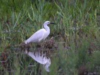 Egretta garzetta 93, Kleine zilverreiger, Saxifraga-Bart Vastenhouw