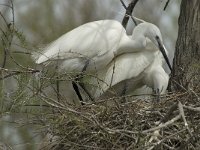 Egretta garzetta 96, Kleine zilverreiger, Saxifraga-Willem van Kruijsbergen