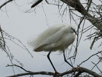 Egretta garzetta 98, Kleine zilverreiger, Saxifraga-Willem van Kruijsbergen