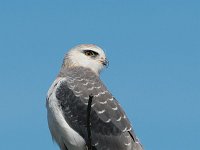 Elanus caeruleus 3, Grijze wouw, Saxifraga-Joerg Mager