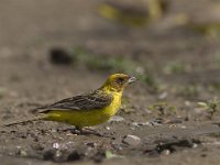 Emberiza bruniceps 2, Bruinkopgors, Saxifraga-Mark Zekhuis