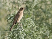 Emberiza bruniceps 3, Bruinkopgors, female, Saxifraga-Mark Zekhuis