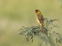 Emberiza bruniceps 4, Bruinkopgors, female, Saxifraga-Mark Zekhuis