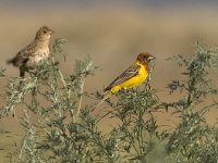 Emberiza bruniceps 6, Bruinkopgors, pair, Saxifraga-Mark Zekhuis