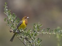 Emberiza bruniceps 8, Bruinkopgors, Saxifraga-Mark Zekhuis