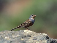 Emberiza caesia 3, Bruinkeelortolaan, Saxifraga-Arie de Knijff