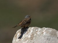 Emberiza caesia 5, Bruinkeelortolaan, Saxifraga-Luc Hoogenstein