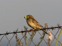 Emberiza calandra 11, Grauwe gors, Saxifraga-Luc Hoogenstein