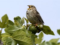 Emberiza calandra 12, Grauwe gors, Saxifraga-Piet Munsterman