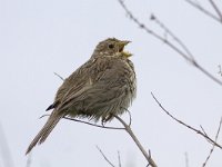 Emberiza calandra 16, Grauwe gors, Saxifraga-Mark Zekhuis