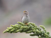 Emberiza calandra 17, Grauwe gors, Saxifraga-Bart Vastenhouw