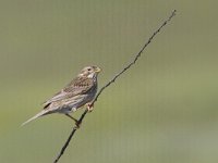 Emberiza calandra 18, Grauwe gors, Saxifraga-Mark Zekhuis